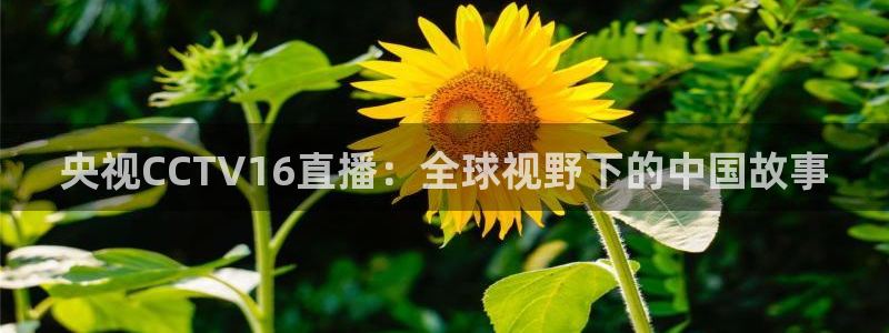 咪咕视频体育直播nba：央视CCTV16直播：全球视野下的中国故事