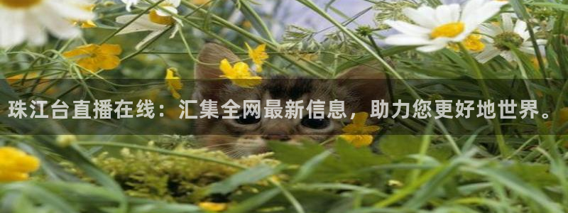 咪咕体育视频：珠江台直播在线：汇集全网最新信息，助力您更好地世界。